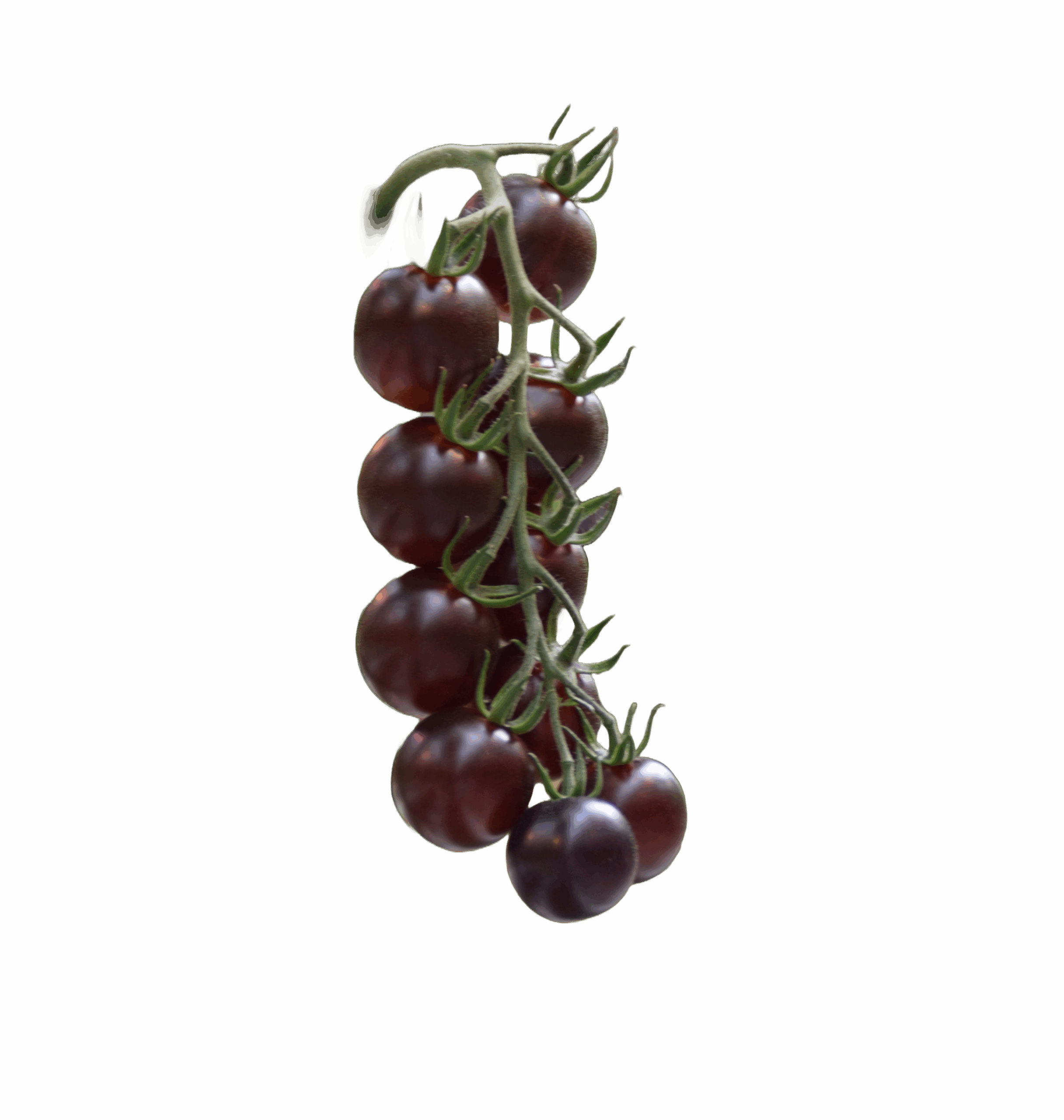 Tomato hut-black-tomato