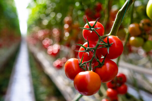 Ronde tomaten – Bild 2