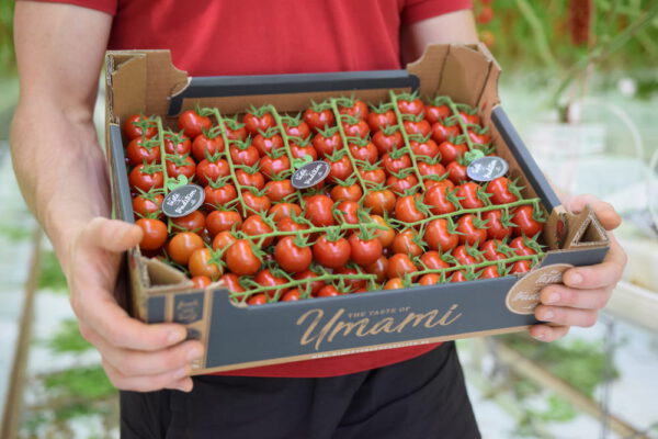 Wim Peters Kwekerijen-Umami Mini-Kirschbinder