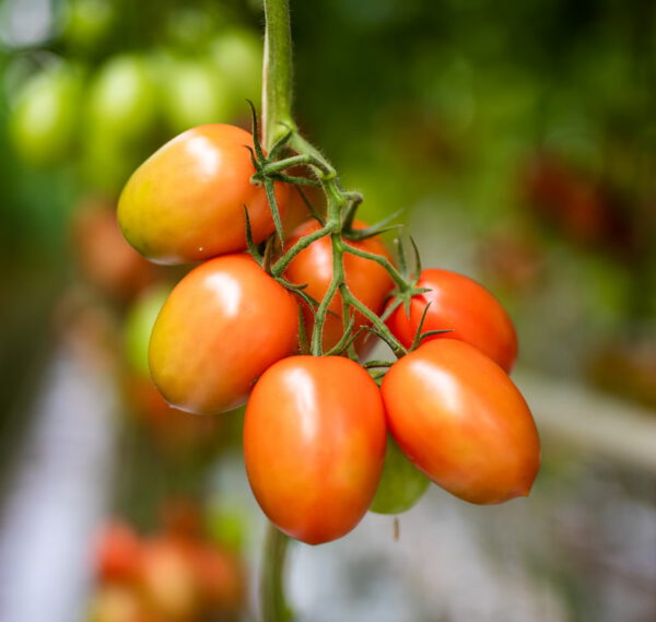Pruimtomaten – Image 2