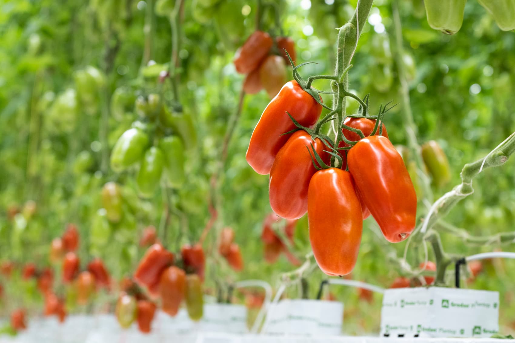 San Marzano Tomaten Wim Peters Kwekerijen