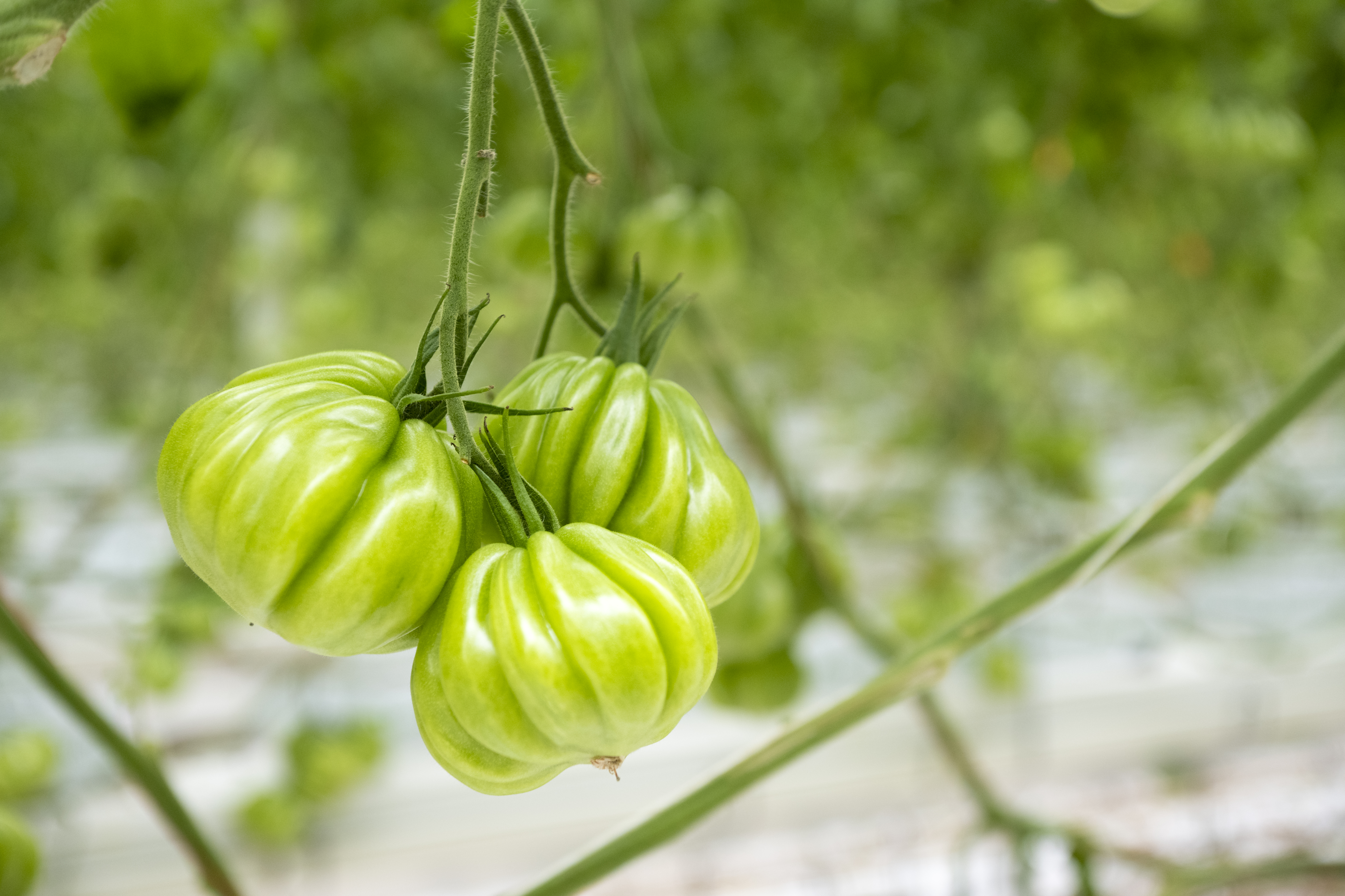 Coeur de Boeuf Wim Peters Kwekerijen tomaten