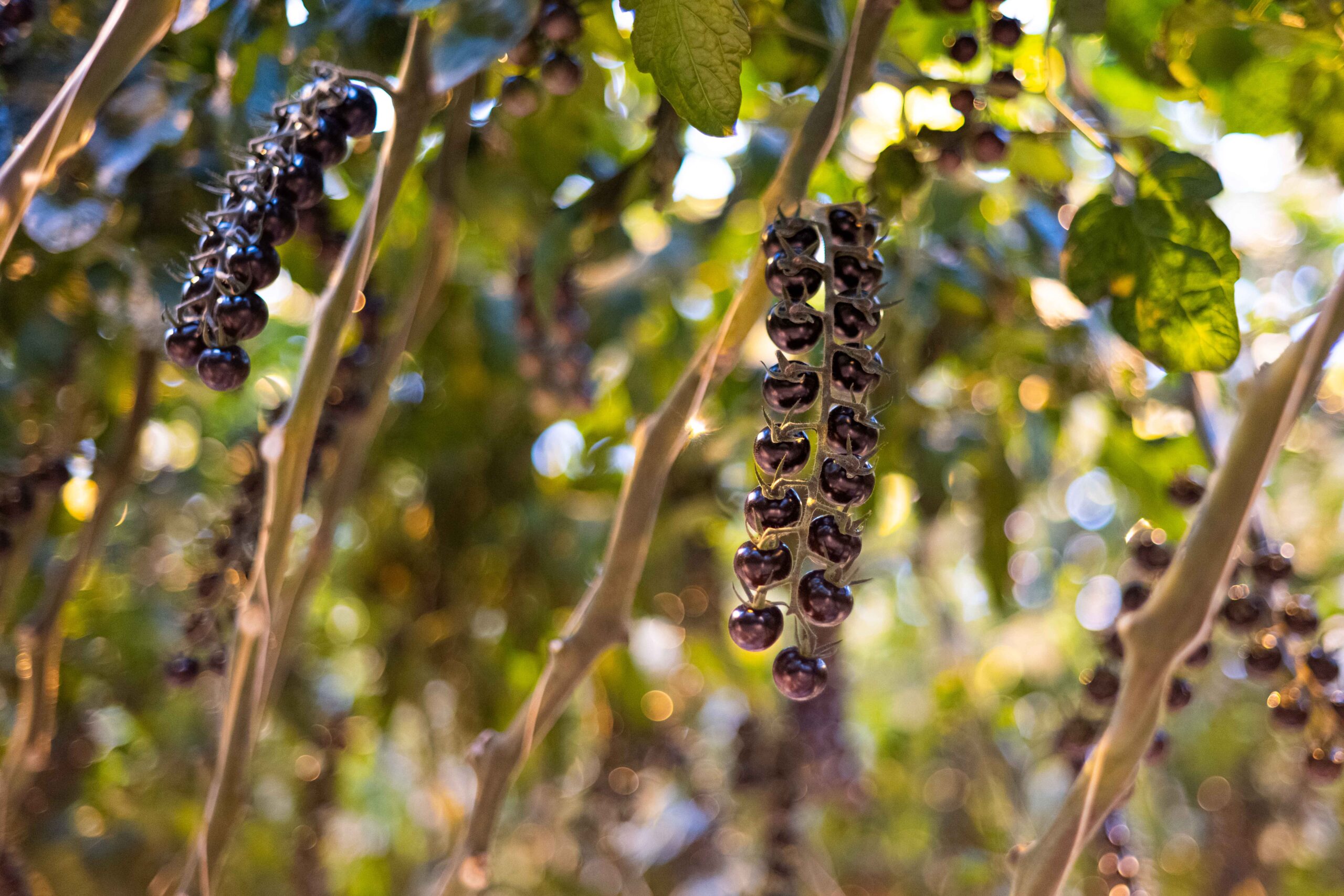 Pomodori Sapori Black Cherry Wim Peters Kwekerijen