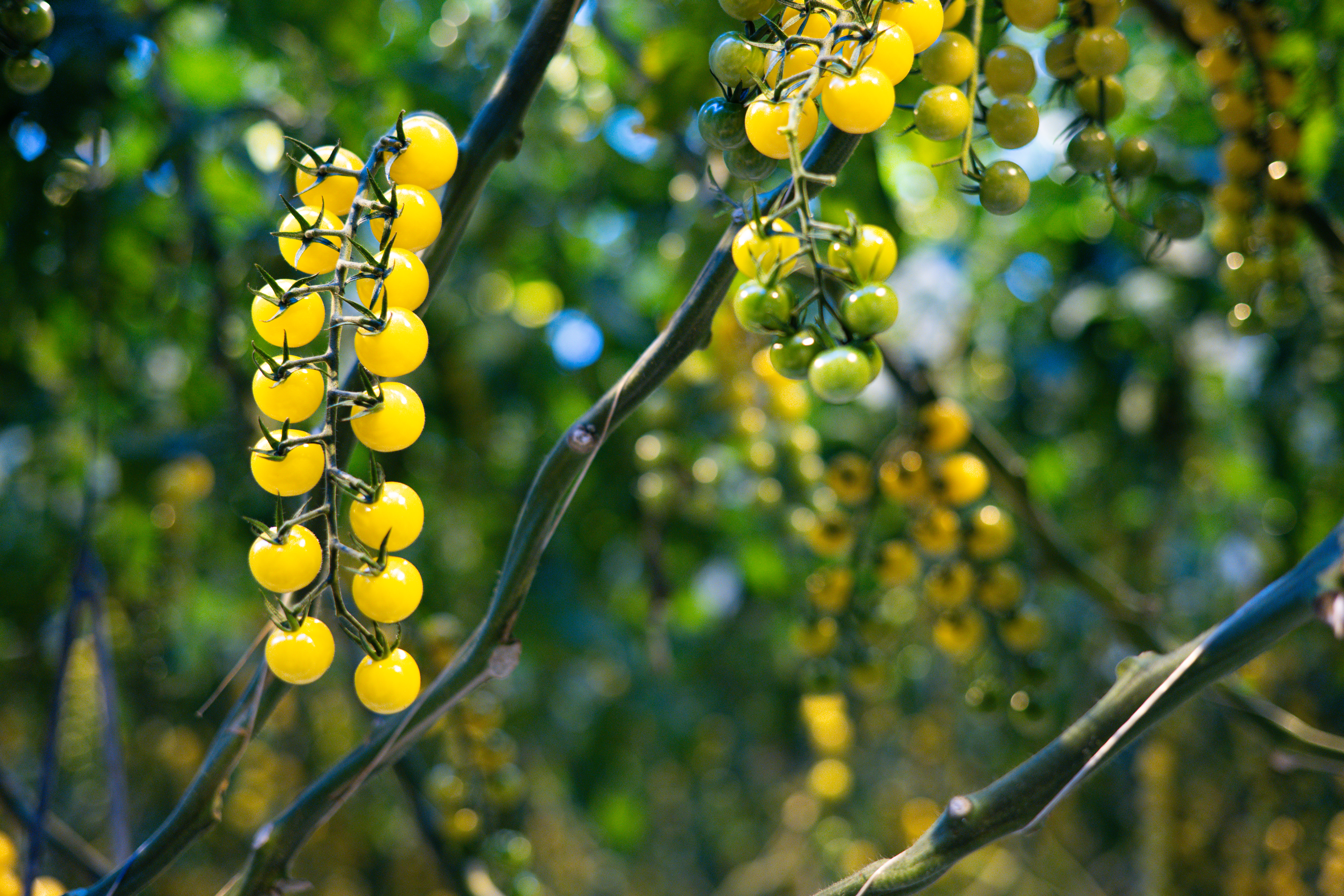 Sapori avorio Pomodoro ciliegino Wim Peters Kwekerijen