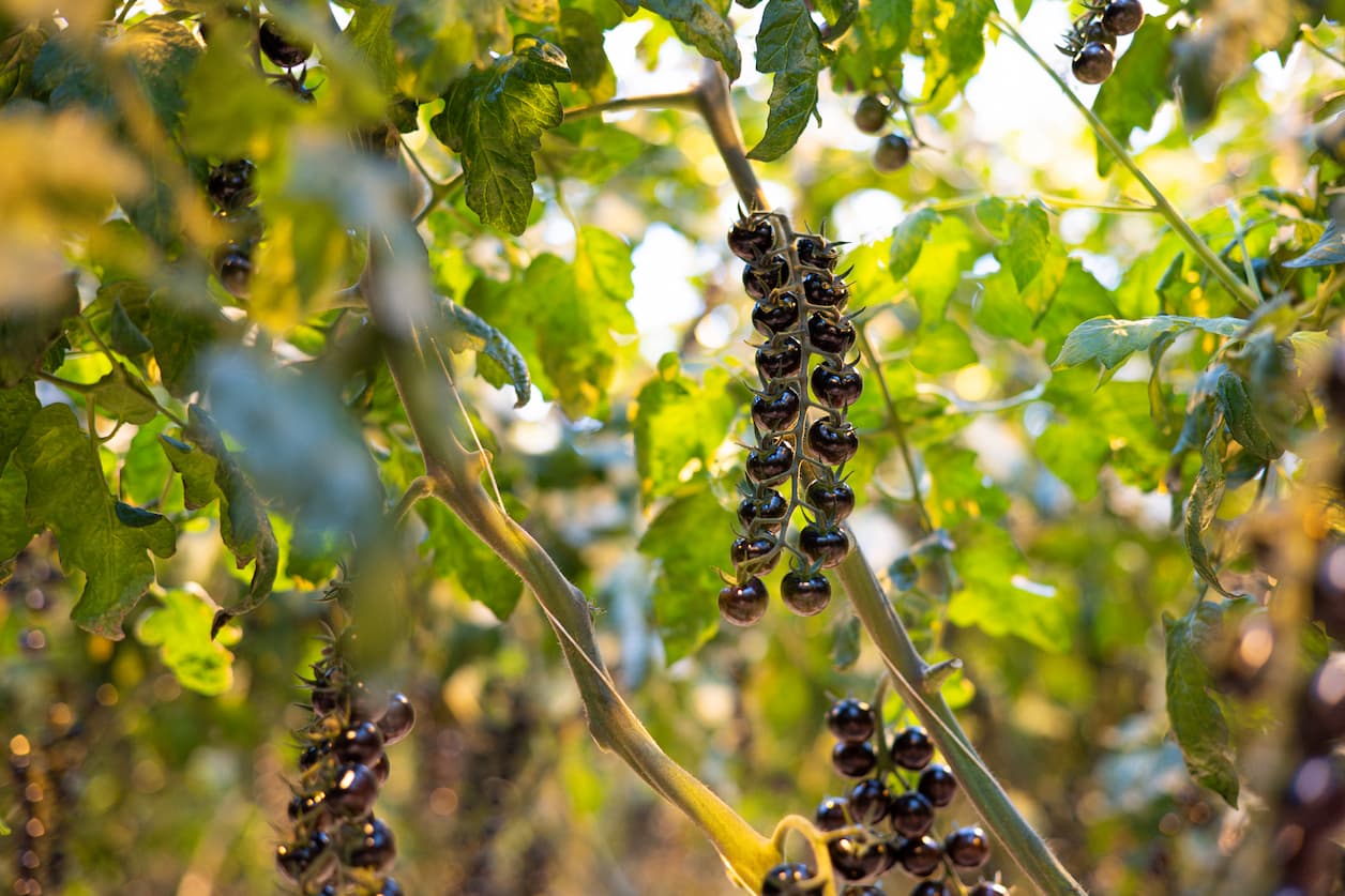 Zwarte cherry tomaten wim peters kwekerijen
