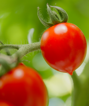 dulciz tomaten wim peters kwekerijen
